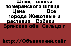 Шпиц - шенки померанского шпица › Цена ­ 20 000 - Все города Животные и растения » Собаки   . Брянская обл.,Сельцо г.